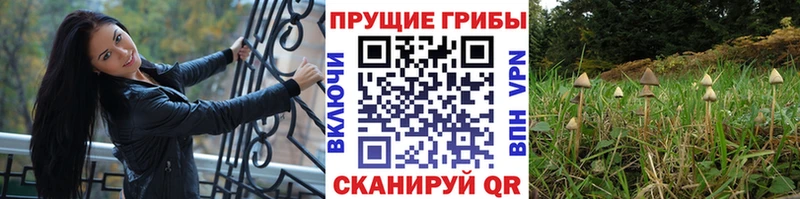 Купить  Рассказово  Псилоцибиновые грибы GOLDEN TEACHER 